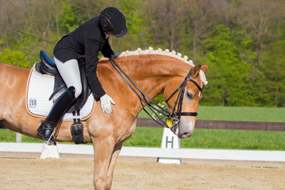 Haflinger Nejarri